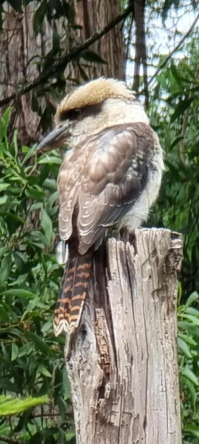 Bird Songs Getaway Accommodation Cabbage Tree Creek Bagian luar foto
