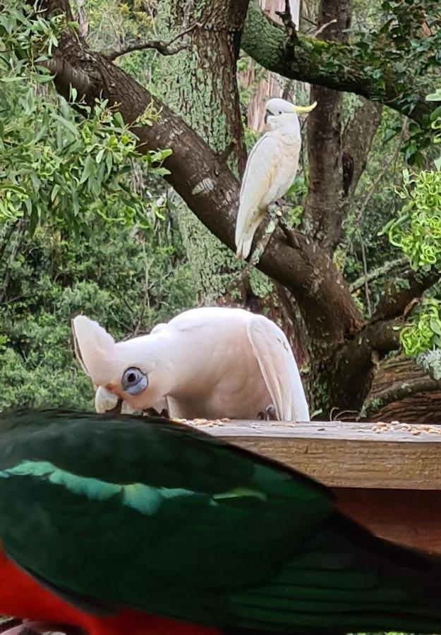 Bird Songs Getaway Accommodation Cabbage Tree Creek Bagian luar foto