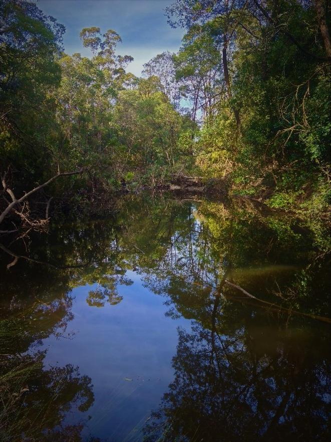 Bird Songs Getaway Accommodation Cabbage Tree Creek Bagian luar foto