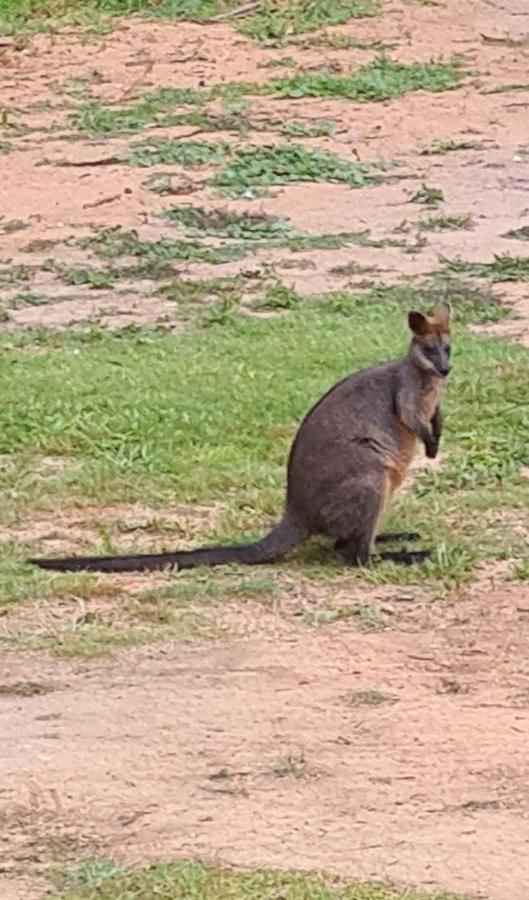 Bird Songs Getaway Accommodation Cabbage Tree Creek Bagian luar foto