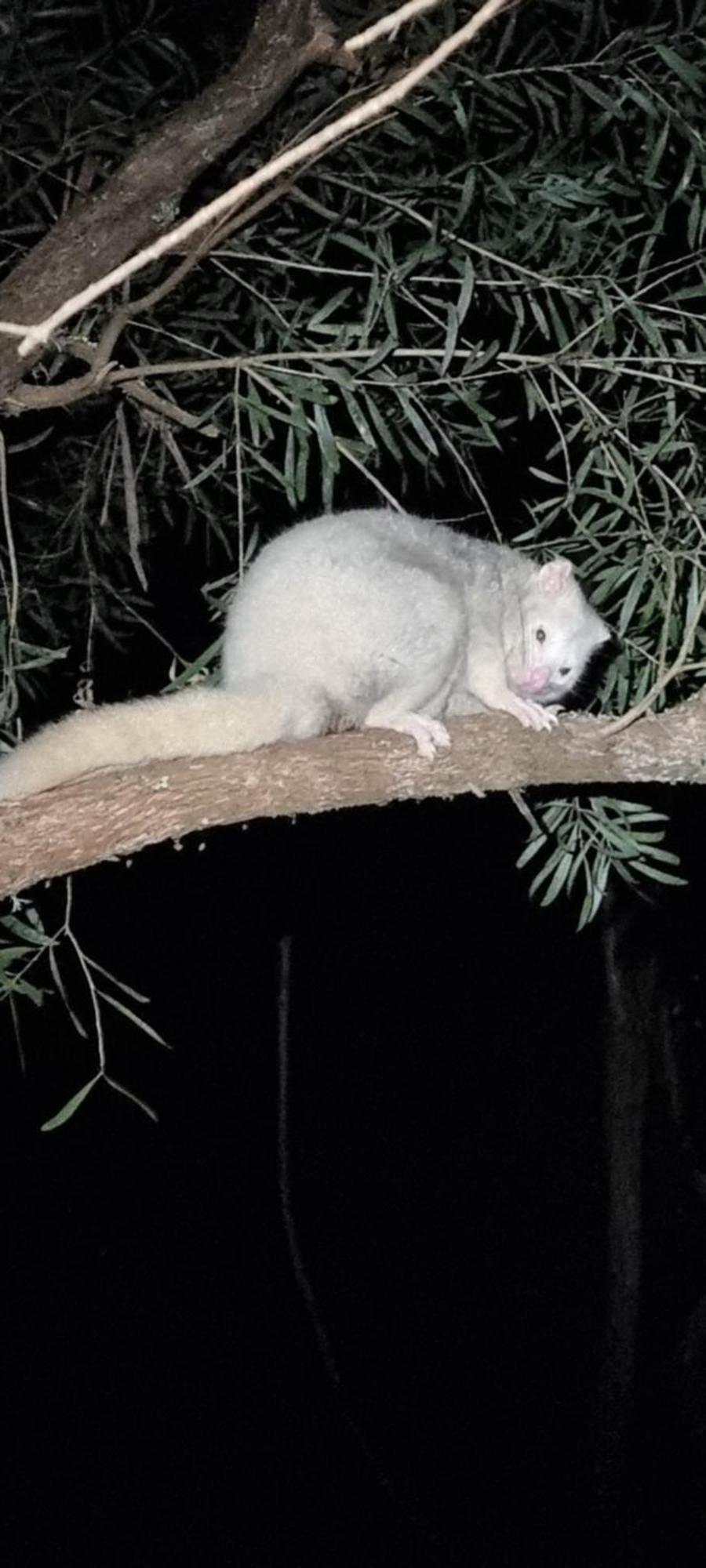 Bird Songs Getaway Accommodation Cabbage Tree Creek Bagian luar foto